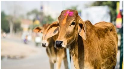 വ്യാപക പ്രതിഷേധത്തെ തുടർന്ന് ദേശീയ പശു വിജ്ഞാന പരീക്ഷ മാറ്റിവെച്ച് കേന്ദ്രം