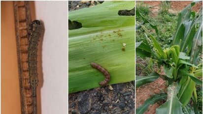 വയനാട്ടില് 'പട്ടാളപ്പുഴു', വിദേശ കീടത്തിന്റെ ആക്രമണം സ്ഥിരീകരിച്ചു; ആശങ്കയോടെ കര്ഷകര്