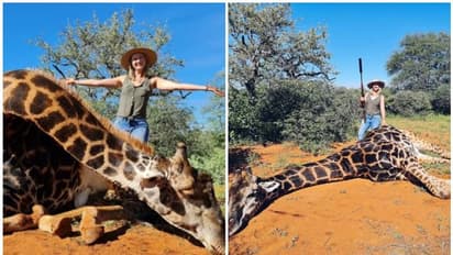 ജിറാഫിനെ കൊന്ന് ഹൃദയം പുറത്തെടുത്ത ചിത്രവുമായി യുവതി, പ്രണയദിന സമ്മാനമെന്ന് വാദം