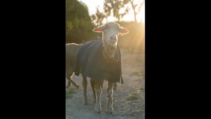 Dog attacks sheep: ದಾಳಿ ಮಾಡಿದ್ದು ಒಂದೇ ನಾಯಿ, 12 ಕುರಿಮರಿ ಬಲಿ