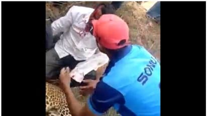 മകളെ ആക്രമിച്ച പുലിയെ അച്ഛന് കഴുത്ത് ഞെരിച്ച് കൊന്നു -വീഡിയോ