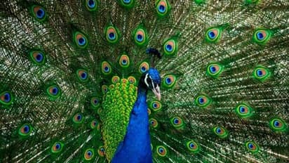 മയിൽ ഒരു ഭീകരജീവിയാണോ? എന്തുകൊണ്ട് ന്യൂസിലൻഡുകാർ പതിനായിരക്കണക്കിന് മയിലുകളെ കൊന്നൊടുക്കി?