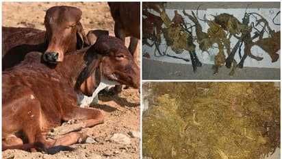 ശസ്ത്രക്രിയയ്ക്ക് വിധേയമാക്കിയ പശുവിന്റെ വയറില് നിന്ന് കണ്ടെത്തിയത് 71 കിലോ പ്ലാസ്റ്റിക്കും ഇരുമ്പും