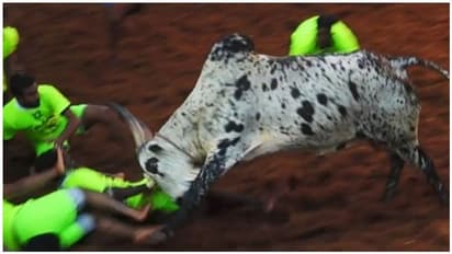 பாம்பு கடித்து இறந்த ஜல்லிக்கட்டு காளை ராவணன்... கண்ணீர் விட்டு கதறும் காளையர்கள்..!