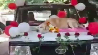 11 సంవత్సరాలు సర్వీస్.. స్నిఫర్ డాగ్ కి ఘనంగా వీడ్కోలు