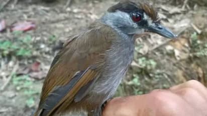 180 വർഷങ്ങൾക്കുശേഷം ആ പക്ഷിയെ വീണ്ടും കണ്ടെത്തി, അത്ഭുതത്തില് ഗവേഷകര്