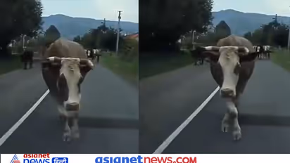 Video: बीच सड़क गाय ने बिखेरा जलवा, मॉडल्स की तरह कर रही है Catwalk,अदाएं देख हैरान रह जाएंगे आप