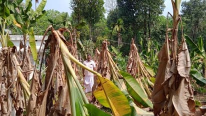 വേനലിലെ അമിതമായ ചൂടേറ്റ് ആലപ്പുഴയിൽ നൂറോളം വാഴകൾ ഒടിഞ്ഞു വീണു