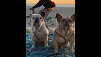 ಮೂರೂವರೆ ಕೋಟಿ ಕೊಡ್ತೀನಿ ಅಂದ್ಮೇಲೆ ಸಿಕ್ತು ಕಳುವಾಗಿದ್ದ ನಾಯಿ