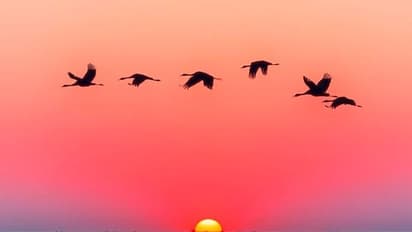 మొబైల్ ఫోటోగ్రఫీ కోసం ఈ ప్రత్యేక పద్ధతులను పాటించండి..  దీంతో మీ ఫోటోలు చాలా ప్రొఫెషనల్ గా కూడా కనిపిస్తాయి..