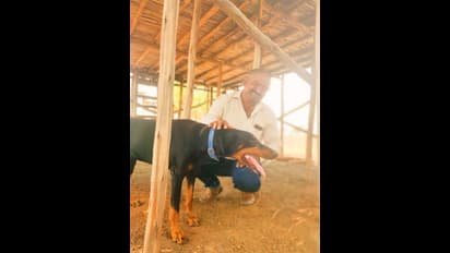 ಮಾಲೀಕನ ಪ್ರಾಣ ಉಳಿಸಲು 6 ಅಡಿ ಸರ್ಪದೊಂದಿಗೆ ಸೆಣಸಾಡಿ ಜೀವತೆತ್ತ ಶ್ವಾನ