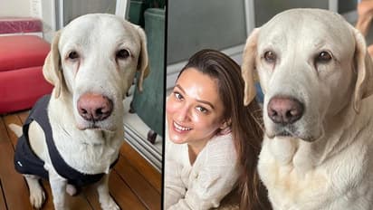 TMC MP-actress Mimi Chakraborty's four-legged son passed away: Read details