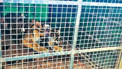 കഴുത്തില് പരിക്കേറ്റ കടുവ ഒടുവില് കൂട്ടിലായി; പുല്പ്പള്ളിയില് നിന്ന് രക്ഷപ്പെട്ടത് ഒന്നരമാസം മുമ്പ്