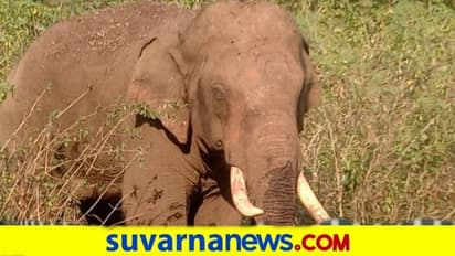 ಸಫಾರಿ ವಾಹನ ಅಟ್ಟಾಡಿಸಿದ ಆನೆಗಳು : ವಿಡಿಯೋ ವೈರಲ್‌