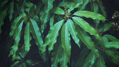 mango leaves