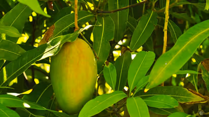  ಹಲವು ಕಾಯಿಲೆಗಳಿಗೆ ರಾಮಬಾಣ ಈ ಮಾವಿನ ಎಲೆ