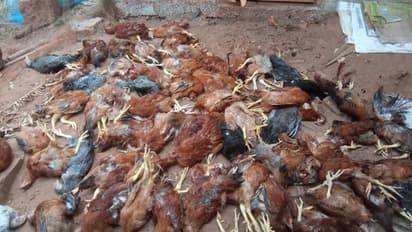 കോഴിക്കോട് തെരുവുനായ്ക്കളുടെ ശല്യം അതിരൂക്ഷം, നൂറ്റലധികം കോഴികളെ കടിച്ചു കൊന്നു