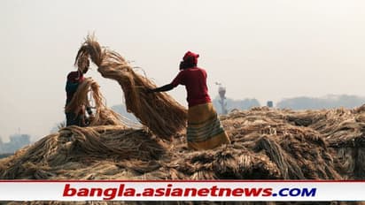 নির্বাচনের আগেই বাংলাকে বিশেষ উপহার, পাটচাষিদের জন্য বড় ঘোষণা নরেন্দ্র মোদীর