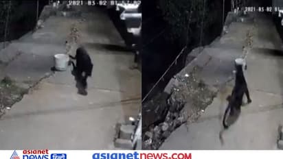 रात के अंधेरे में दबे पांव आया ब्लैक पैंथर, बिना किसी आहट के किया अटैक, वीडियो में सुनाईं दी सिर्फ चीखें