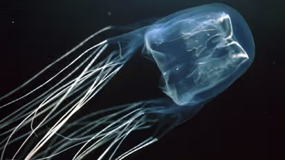 നീന്തലിനിടെ ബോക്‌സ് ജെല്ലി ഫിഷിന്റെ കടിയേറ്റു; പതിനേഴുകാരന്‍ മരിച്ചു