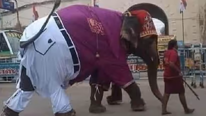 പാന്റ്സും ഷർട്ടുമണിഞ്ഞ് ഫ്രീക്കനായി ആന; വൈറലായി ട്വീറ്റ്!