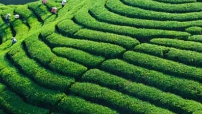 দুধ চা থেকে লিকার চা- কেমন স্বভাবের মানুষ আপনি, জানাবে আপনার চায়ের টেস্ট 