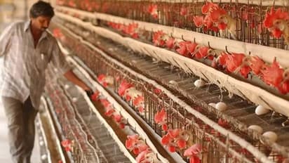 കോഴിക്കോടും പക്ഷിപ്പനിയെന്ന് പ്രഥാമിക റിപ്പോർട്ട്