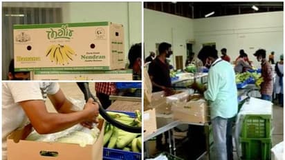 നേന്ത്രപ്പഴം കപ്പൽ വഴി യൂറോപ്പിലേക്ക്; നടപടികൾ തുടങ്ങി, ലക്ഷ്യം കർഷകർക്ക് മികച്ച വില ഉറപ്പാക്കുക