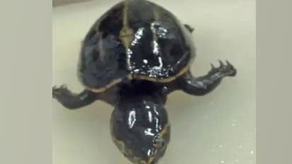 ಆಮೆ ಮರಿಗೆ ಜನ್ಮ ಕೊಟ್ಟ ಮೀನು: ಗರ್ಭದಿಂದ ಹೊರ ಬಂತು ಜೀವಂತ ಆಮೆ!