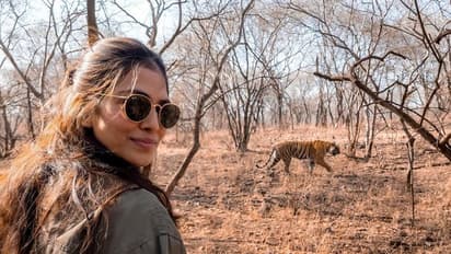 రాయల్‌ బెంగాల్‌ టైగర్‌తో ఫోటో తీసుకున్న విజయ్‌ హీరోయిన్‌ మాళవిక మోహనన్‌..వైరల్‌