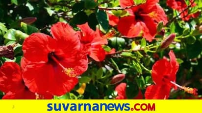 ದಾಸವಾಳ ಹೂವಿಂದ ಎಷ್ಟೆಲ್ಲಾ ಆರೋಗ್ಯ ಪ್ರಯೋಜನವಿದೆ ಗೊತ್ತೆ?