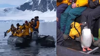 പിന്നാലെ തിമിംഗലം; ഒടുവിൽ ബോട്ടിലേയ്ക്ക് ചാടിക്കയറി പെൻഗ്വിൻ; വൈറലായി വീഡിയോ