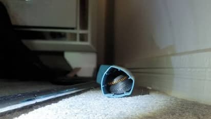 ഇൻഹേലറിനുള്ളിൽ പതുങ്ങിയിരുന്ന അതിഥിയെ കണ്ട് ഭയന്നു പെണ്കുട്ടി