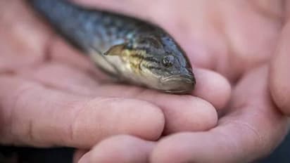 'സോംബി ഫിഷ്', 20 വർഷം മുമ്പ് വംശനാശം സംഭവിച്ചുവെന്ന് കരുതിയ മത്സ്യത്തെ കണ്ടെത്തി