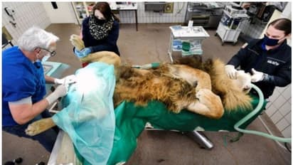 സിംഹത്തിന് വന്ധ്യംകരണ ശസ്ത്രക്രിയ നടത്തി മൃഗശാല അധികൃതർ