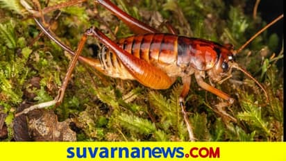 ಹೊಸದಾಗಿ ಸಿಕ್ಕ ಬೃಹತ್ ಕೀಟಕ್ಕೆ ಪ್ರಧಾನಿ ಹೆಸರು