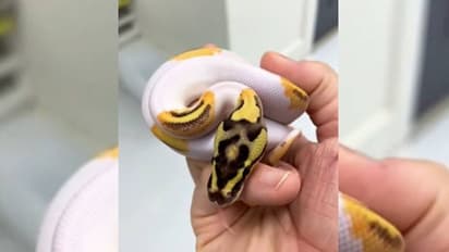 ഇത് ചിരിക്കും പാമ്പ്; വിറ്റത് നാലരലക്ഷം രൂപയ്ക്ക്; വീഡിയോ വൈറല്‍