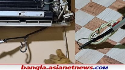এসির ভিতরে ঘুরে বেড়াচ্ছে অসংখ্য সাপ, আওয়াজ শুনে ঢাকনা খুলতেই শিউরে উঠল পরিবার