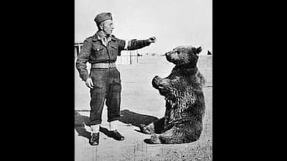 പട്ടാളക്കാരനായ കരടി: വളർന്നത് സൈനികർക്കൊപ്പം, സേനയിൽ ഔദ്യോഗികസ്ഥാനം, ഒടുവിൽ സംഭവിച്ചത്...