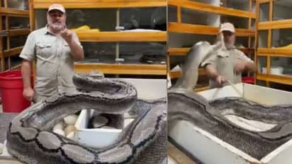 നോട്ടം പാമ്പില് നിന്ന് ഒരു നിമിഷം മാറി; പിന്നീട് സംഭവിച്ചത്; വൈറലായി വീഡിയോ