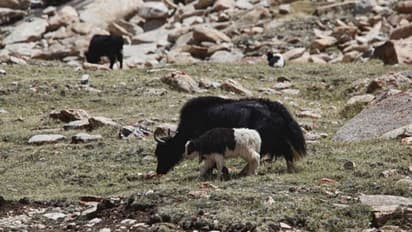 പുല്ലും വെള്ളവും തേടിയുള്ള അന്തമില്ലാത്ത യാത്ര, ഈ പർവതപ്രദേശത്തെ ഇടയന്മാരുടെ ജീവിതമറിയാം