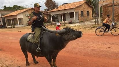 ഗുജറാത്തിലെ എരുമകള്‍ ബ്രസീലില്‍ സൃഷ്ടിച്ച ക്ഷീര വിപ്ലവം