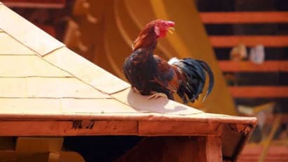 വിലക്ക് ലംഘിച്ച് കൊടുങ്ങല്ലൂര് ശ്രീകുരുംബാ ക്ഷേത്രത്തിൽ കോഴിബലി നടത്തിയ യുവാക്കൾ പൊലീസ് പിടിയിൽ