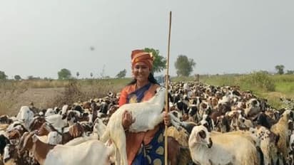 మేకలు కాసిన ఎమ్మెల్యే శ్రీదేవి ! (వీడియో)