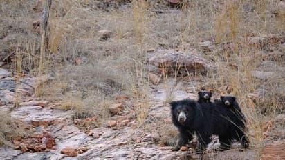 ഇണചേരുന്ന കടുവകളെ ഓടിച്ച് അമ്മക്കരടി; തരംഗമായി ചിത്രങ്ങള്‍
