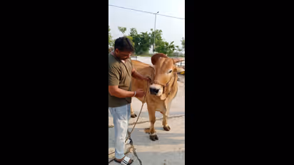 ಮಂತ್ರಾಲಯ ರಾಯರ ದರ್ಶನ ಪಡೆದು ಗೋಶಾಲೆಗೆ ಭೇಟಿ ಕೊಟ್ಟ ನಟ ದರ್ಶನ್; ಫೋಟೋಗಳಿವು!