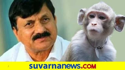 'ಗಂಡು ಮಂಗಗಳಿಗೆ ಸಂತಾನ ಹರಣ ಮಾಡ್ತಿರೋ..ಹೆಣ್ಣು ಮಂಗಗಳಿಗೋ'