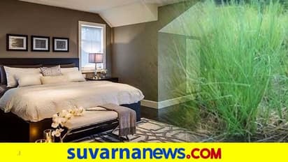 ಬೇಸಿಗೆ ಕಾಲದಲ್ಲಿ ಲಾವಂಚ ಇದ್ರೆ ಮನೆಯೆಲ್ಲಾ ಕೂಲ್ ಕೂಲ್