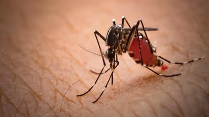 ಯಾವಾಗಲೂ ನಿಮಗೇ ಸೊಳ್ಳೆ ಕಚ್ಚುತ್ತಾ? ಯಾರ ಕಂಡ್ರೆ ಇದಕ್ಕೆ ಹೆಚ್ಚು ಇಷ್ಟ?