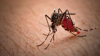 मच्छरों को बहुत पसंद है बियर मिला खून, इन 5 लोगों को सबसे ज्यादा काटते हैं मच्छर